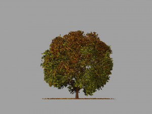 big tree model summer season with wind animation Model 3D