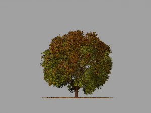 big tree model summer season with wind animation 3D Model