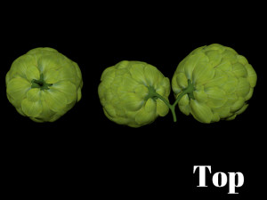 hops hernb animation loop handle realistic 3D Model
