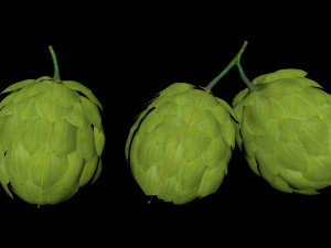 hops hernb animation loop handle realistic 3D Model