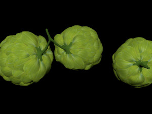 hops hernb animation loop handle realistic 3D Model