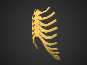 Stylized bones 3D 모델