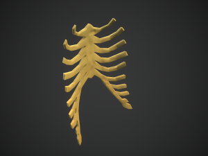 Stylized bones 3D 모델
