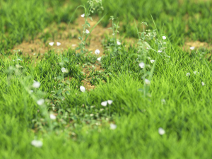 grass Modello 3D
