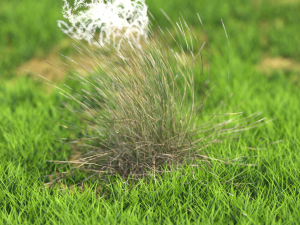 grass Modèle 3D