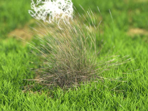 трава 3D Модель