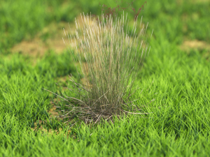 grass Modèle 3D