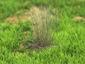 трава 3D Модель