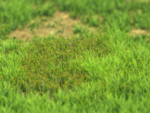 grassx1011-20 3D Model