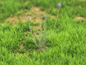 grassx1011-20 Modelo 3D