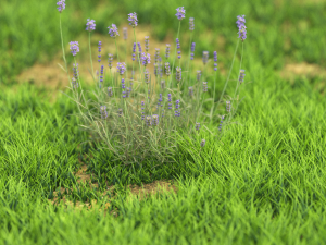 grassx1011-20 Modelo 3D