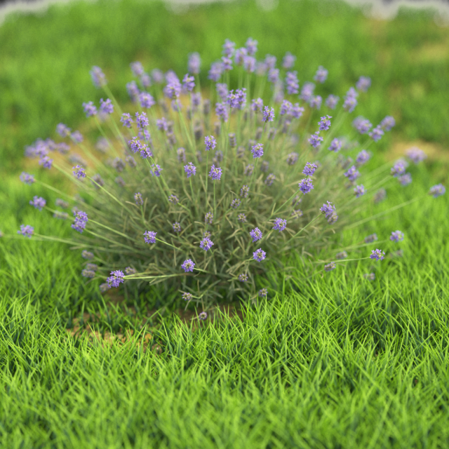 10 flowers 21-30 3D Model .c4d .max .obj .3ds .fbx .stl .blend 