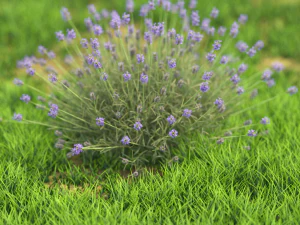 10 फूल 21-30 3D मॉडल