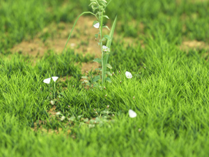 10 flowers 21-30 3D Model