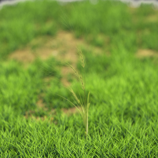 flower-x10-31to40 3D 模型 .c4d .max .obj .3ds .fbx .stl .blend