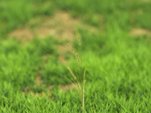 flor-x10-31 a 40 Modelo 3D