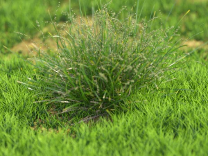 flor-x10-41 a 50 Modelo 3D