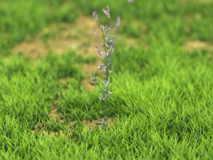 flower-x10-41to50 Modèle 3D