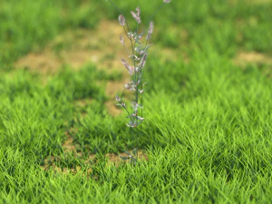 flower-x10-41to50 3D Model