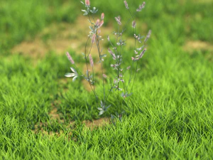 flower-x10-41to50 3D Model