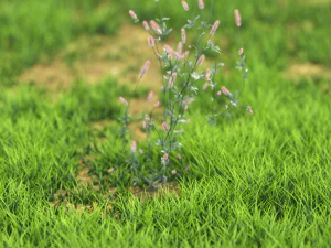 flower-x10-41to50 3D Model