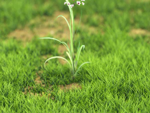 flower-x10-41to50 3D Model