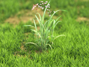 flower-x10-41to50 3D Model
