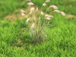 flor-x10-51to60 Modelo 3D