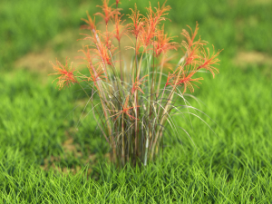 flower-x10-51to60 3D 모델