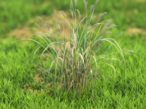 flor-x10-51to60 Modelo 3D