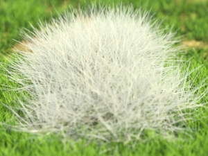 bush-x10-61to70 Modelo 3D