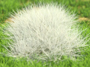 bush-x10-61to70 3D Model
