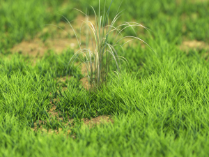 bush-x10-61to70 Modelo 3D