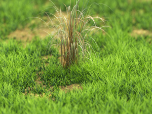 bush-x10-61to70 Modelo 3D