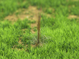 bush-x10-61to70 Modelo 3D