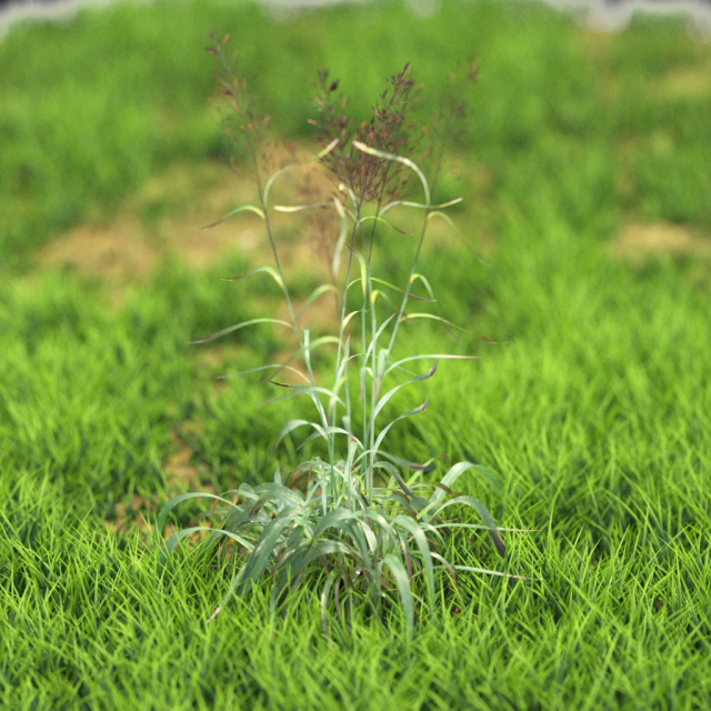 bush-x10-71to80 3D Model .c4d .max .obj .3ds .fbx .stl .blend 