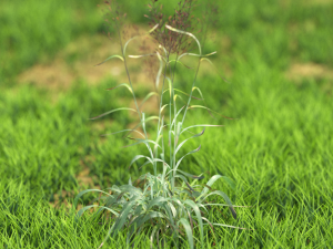 bush-x10-71to80 3D Model