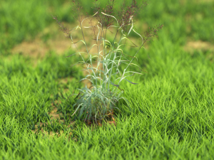 bush-x10-71to80 3D Model