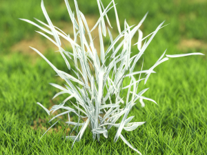 bush-x10-71to80 3D Model