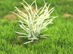 bush-x10-71to80 3D Model