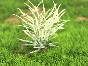 arbusto-x10-71to80 Modelo 3D