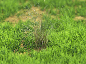 bush-x10-71to80 3D Model
