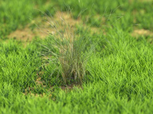 arbusto-x10-71to80 Modelo 3D