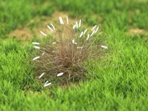 arbusto-x10-71to80 Modelo 3D