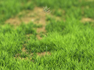 arbusto-x10-91to100 Modelo 3D