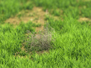 bush-x10-91to100 3D Model