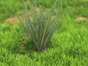 bush-x10-101to110 3Dモデル
