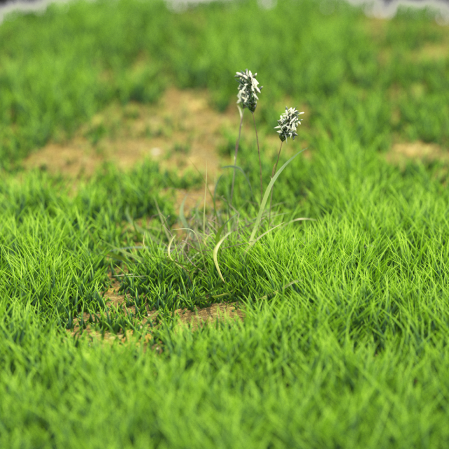 bush-x10-111to121 Model 3D .c4d .max .obj .3ds .fbx .stl .blend 