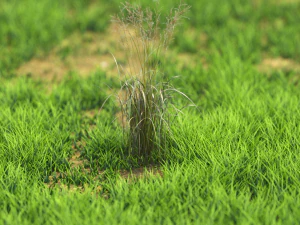 bush-x10-111to121 3D Model