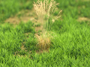 bush-x10-111to121 3D Model